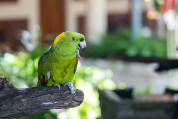 Parrot, lovely bird, animal and pet in the garden