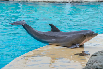 Riccione , Włochy - 18 maja 2018: Delfiny w Oltremare Family Experience Park w słoneczny dzień - obrazy, fototapety, plakaty