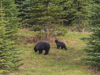 Naklejka na ściany i meble Wild Black Bear family in Jasper National Park Alberta Canada
