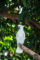 Parrot, lovely bird, animal and pet in the garden