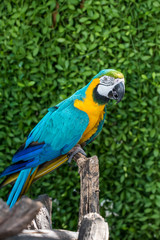 Parrot, lovely bird, animal and pet in the garden