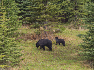Naklejka na ściany i meble Wild Black Bear family in Jasper National Park Alberta Canada