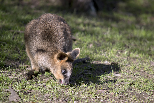a swamp wallaby joey