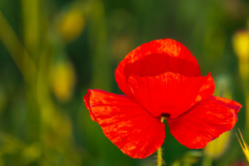 Fototapeta premium Dziki czerwony kwiat maku na polu