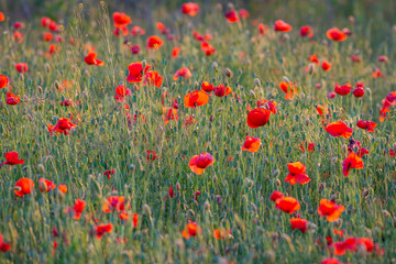 Beautiful field of red poppies in the sunset light