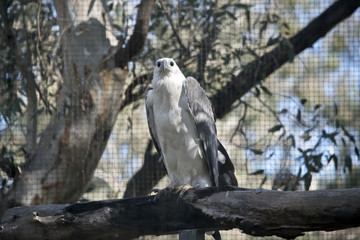 a sea eagle