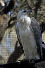 a sea eagle