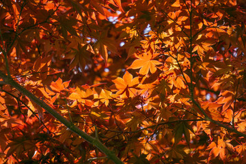 Acer palmatum, commonly known as palmate maple, Japanese maple or smooth Japanese-maple, is a species of woody plant native to Japan, China, Korea, eastern Mongolia, and southeast Russia.