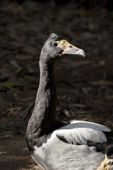 magpie goose