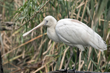 A yellow spoonbill