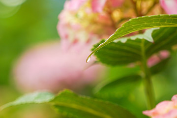 Waterdrop of hydrangea leaves on rainy day　雨の日のアジサイの葉から落ちそうになっている水滴