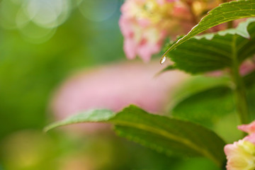 Waterdrop of hydrangea leaves on rainy day　雨の日のアジサイの葉から落ちそうになっている水滴