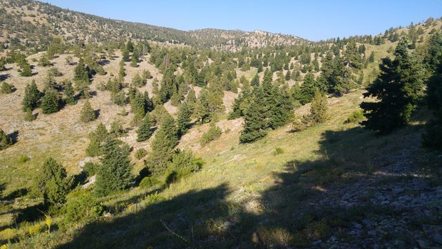 &Ccedil;am, Orman, Toroslar,Doğa