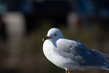 seagull looking for next meal