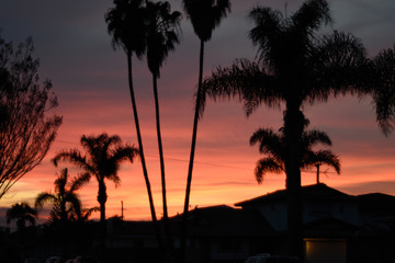 Obraz premium Sunset swaying palm trees