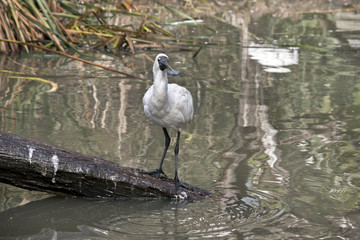 a royal spoonbill