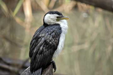 pied cormorant