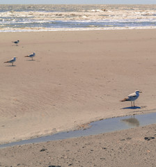 Seagulls walking along the shore line