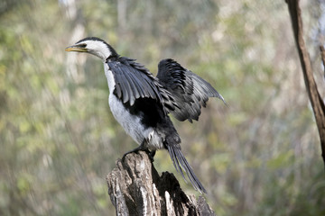 pied cormorant