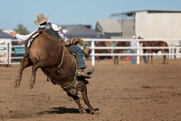 Cowboy Riding Bucking Bull At Country Rodeo