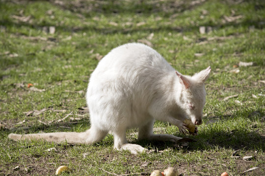 albino wallaby