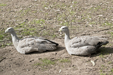 cape barren geese