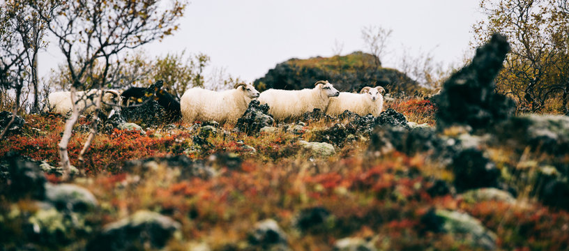 Icelandic Sheep in Colorful Volcanic Landscape
