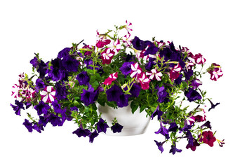 Petunia Isolated on White Background. Selective focus.