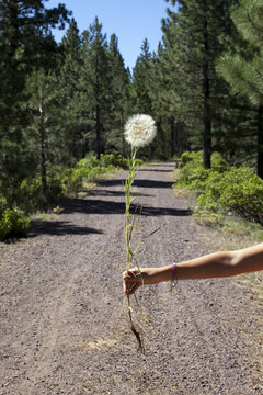 Tragopogon dubius held over a gravel path