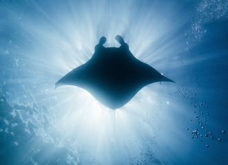 Manta Ray