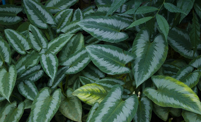 Creative layout made of green leaves