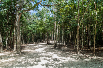 Forest trail at the ruins of the Mayan city Coba, Mexico