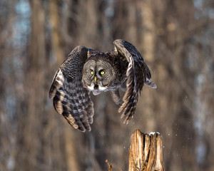 Great Gray Owl taking off from a post with wings wrapped under it's body