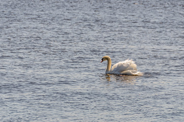 Swan Swimming with Beautifully Poufy Feathers