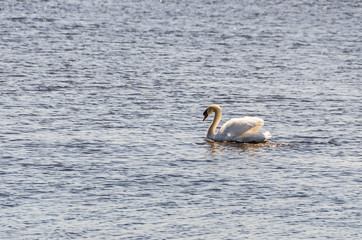 Swan with Beautifully Lit Feathers