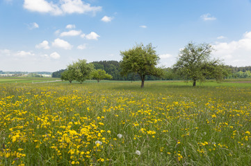 A beautiful field with trees in Germany