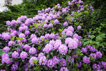 Lush rhododendron flower bush blooming