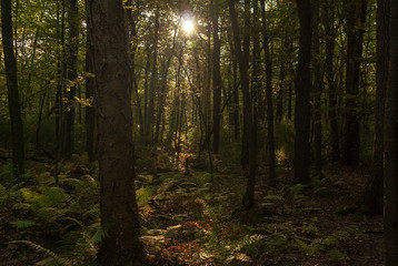 Fototapeta na wymiar Morning sun creates its own path through woods