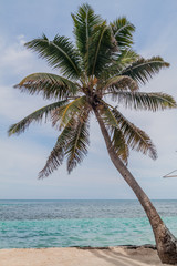 Fototapeta na wymiar Palm at a beach in Caye Caulker village, Belize