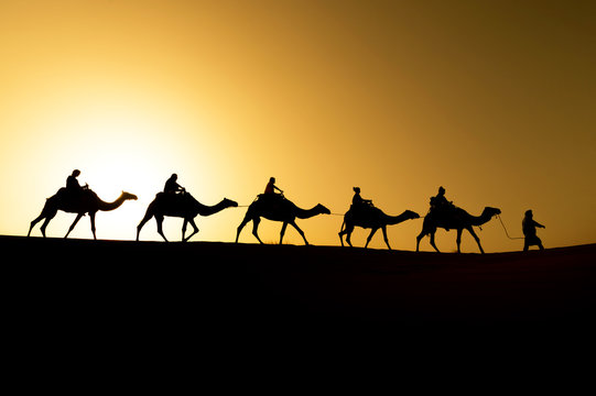 Berber and camels walking through the dunes on a sunset