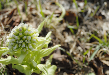 ふきのとう　春　素材