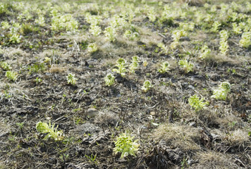 ふきのとう　春　素材