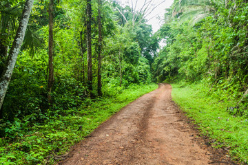 Fototapeta na wymiar Muddy road in a jungle leading to Cockscomb Basin Wildlife Sanctuary, Belize