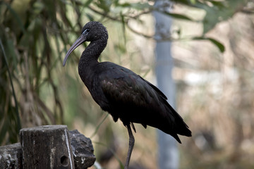 a glossy ibis