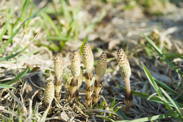 つくし　春　素材