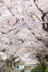 Japanese Sakura cherry blossom in spring season