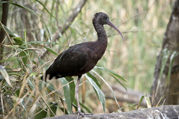 a glossy ibis