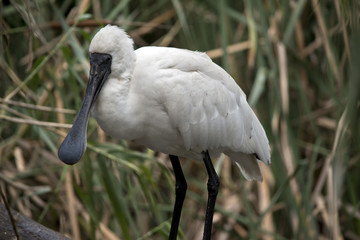 a royal spoonbill
