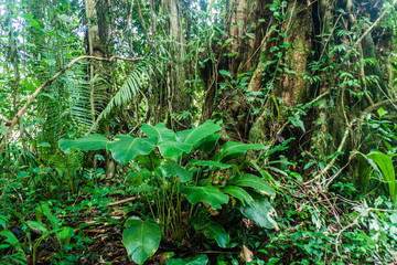 Jungle in Cockscomb Basin Wildlife Sanctuary, Belize.