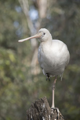 A yellow spoonbill